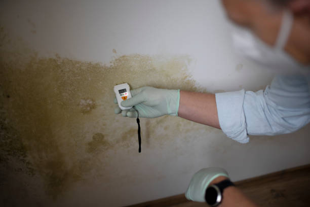 Professional Mold Remediation in Eldridge, IA